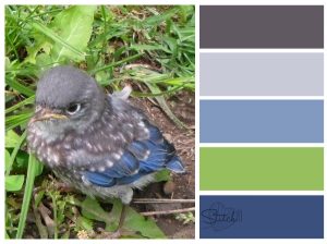 Baby Bird Color Combo