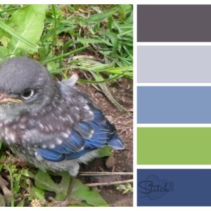 Baby Bird Color Combo