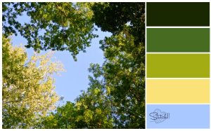 Natures Colors - Look up!